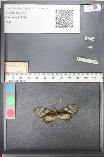 Media type: image;   Entomology 106800